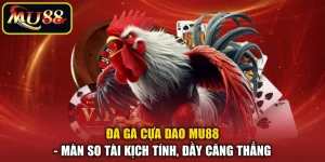 Đá Gà Cựa Dao MU88 - Màn So Tài Kịch Tính, Đầy Căng Thẳng