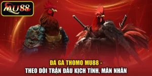 Đá Gà Thomo MU88 - Theo Dõi Trận Đấu Kịch Tính, Mãn Nhãn
