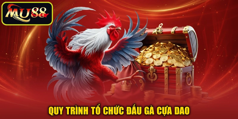 Quy trình tổ chức đấu gà cựa dao