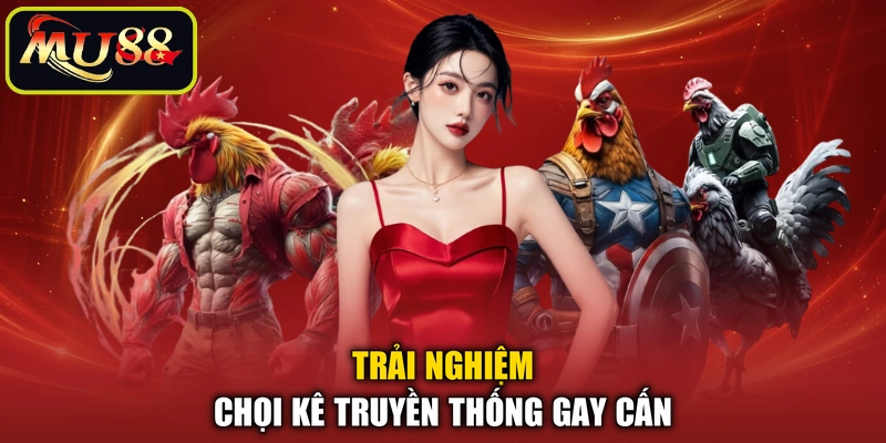 Trải nghiệm chọi kê truyền thống gay cấn